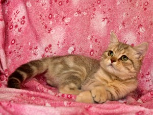 Серебристый мраморный табби окрас британских кошек: фото галерея, стандарт породы, виды окрасов. Серебристые мраморные табби британские кошки, коты, котята. Британцы серебристые мраморные табби (мрамор на серебре).